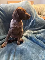 Finn, a male German Shorthaired Pointer for sale in Trenton, FL – Photo 5 of 5