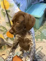 Finn, a male German Shorthaired Pointer for sale in Trenton, FL – Photo 2 of 5