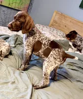 Finn, a male German Shorthaired Pointer for sale in Trenton, FL – Photo 1 of 5