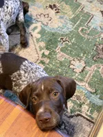Finn, a male German Shorthaired Pointer for sale in Trenton, FL – Photo 4 of 5