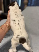 Loomis, a male German Shorthaired Pointer for sale in Trenton, FL – 4 of 8