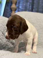 Loomis, a male German Shorthaired Pointer for sale in Trenton, FL – 7 of 8