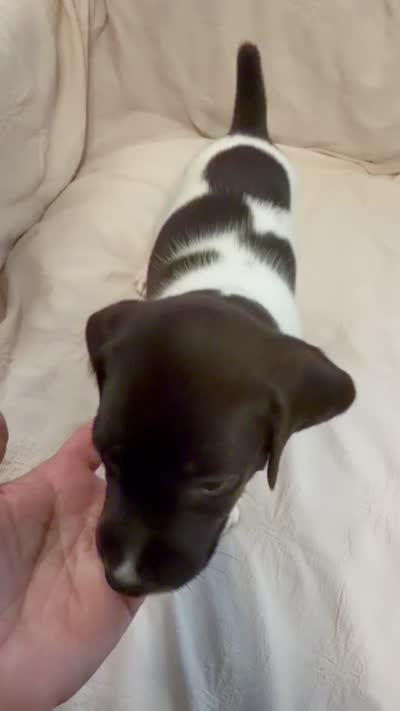 Fisher, a male German Shorthaired Pointer for sale in Trenton, FL – 9 of 9