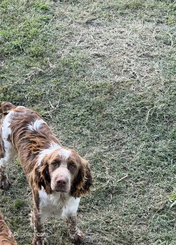Peppa AKC REG – English Springer Spaniel puppy for sale in Gonzales, TX