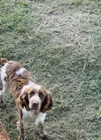 Peppa AKC REG, a female English Springer Spaniel for sale in Gonzales, TX – 1 of 1