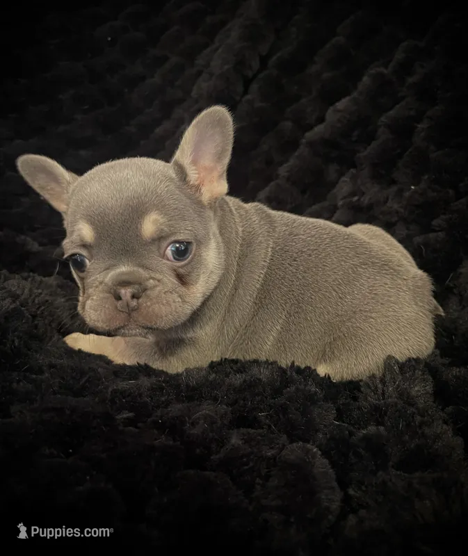 Larry – French Bulldog puppy for sale in Gaylesville, AL