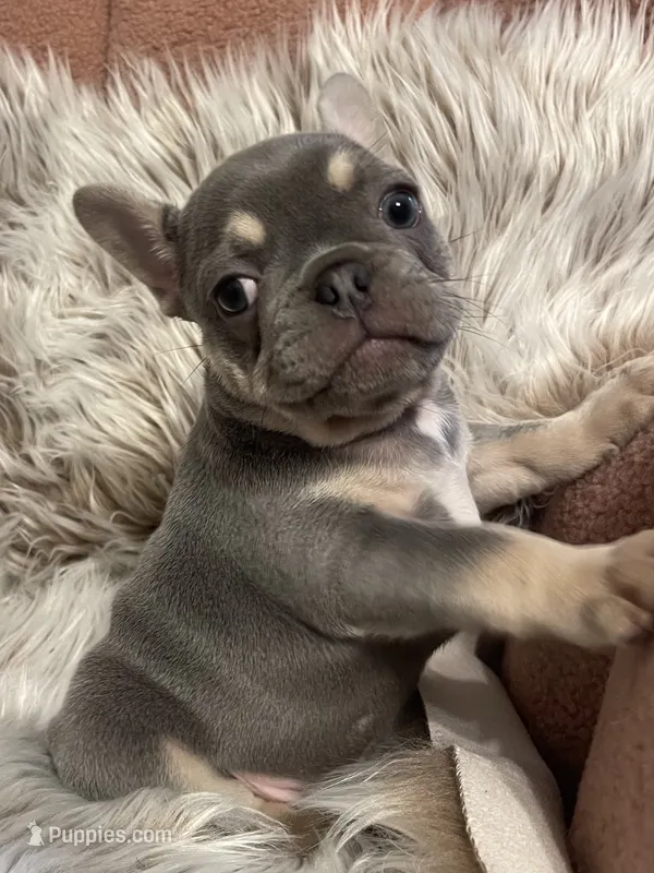 Larry – French Bulldog puppy for sale in Gaylesville, AL