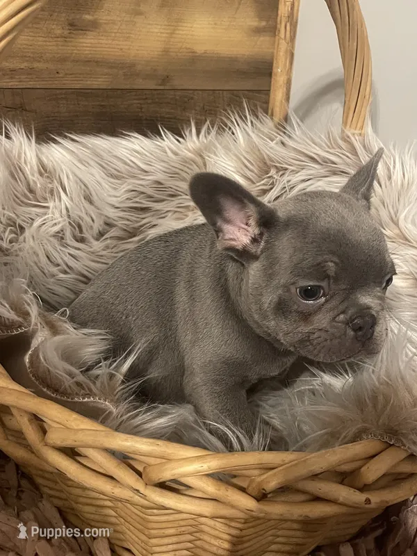 Moe – French Bulldog puppy for sale in Gaylesville, AL