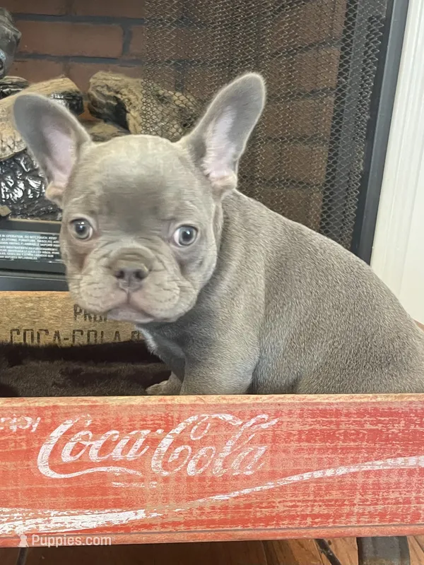 Moe – French Bulldog puppy for sale in Gaylesville, AL