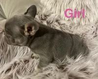 Curly, a female French Bulldog for sale in Gaylesville, AL – 5 of 9