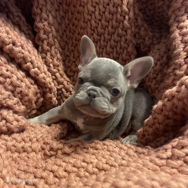 Curly – French Bulldog puppy for sale in Gaylesville, AL
