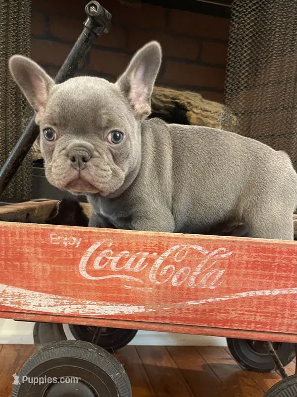 Moe – French Bulldog puppy for sale in Gaylesville, AL