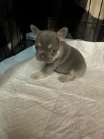 Larry, a male French Bulldog for sale in Gaylesville, AL – 2 of 7