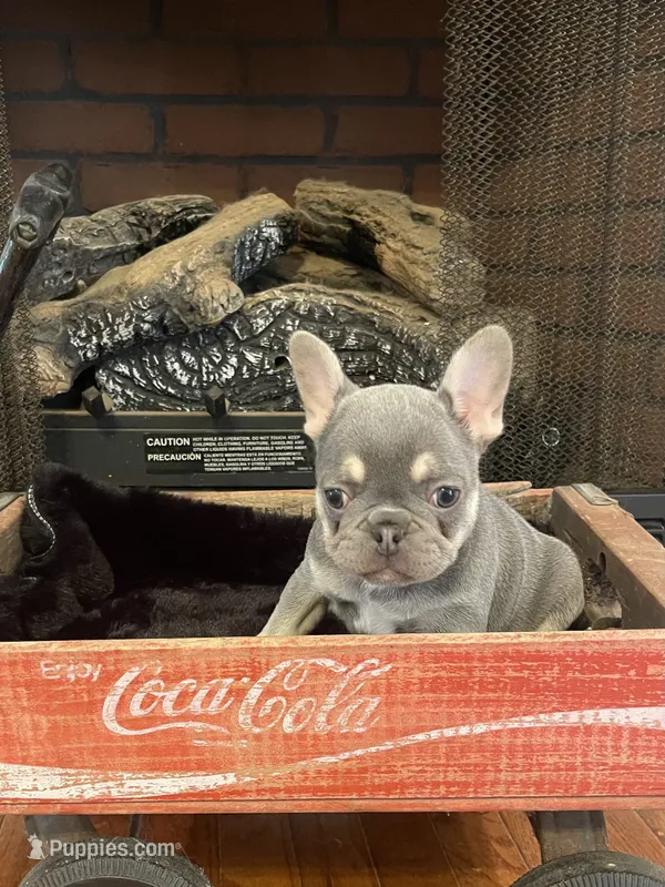 Larry – French Bulldog puppy for sale in Gaylesville, AL