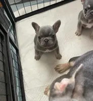Curly, a female French Bulldog for sale in Gaylesville, AL – 9 of 9