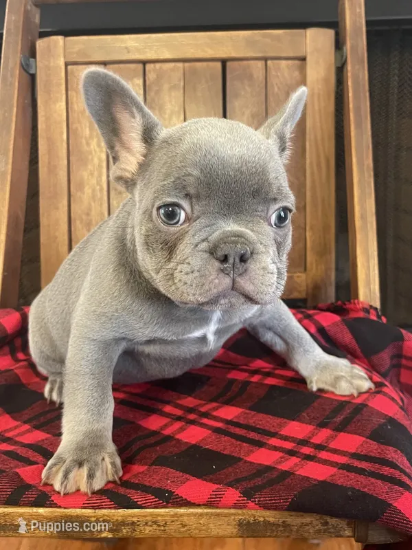 Moe – French Bulldog puppy for sale in Gaylesville, AL