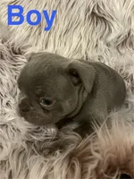 Moe, a male French Bulldog for sale in Gaylesville, AL – 2 of 6