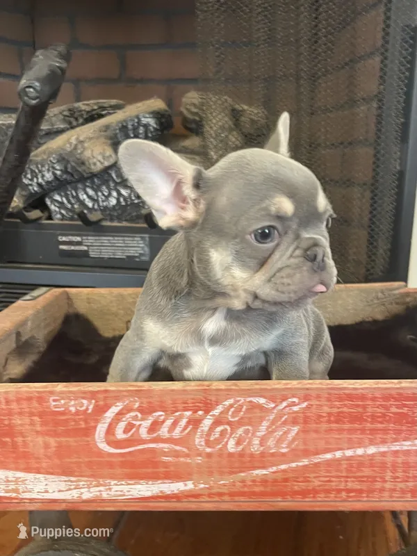 Larry – French Bulldog puppy for sale in Gaylesville, AL