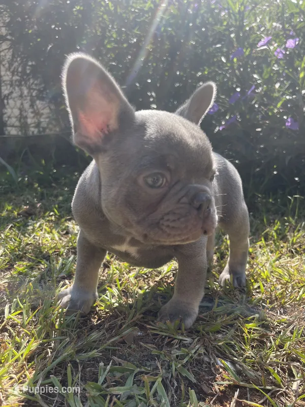 Moe – French Bulldog puppy for sale in Gaylesville, AL