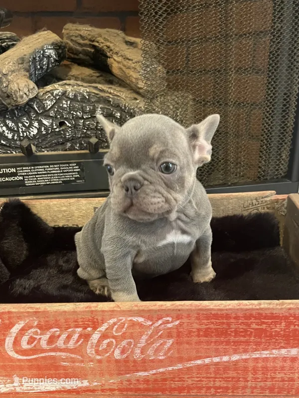 Curly – French Bulldog puppy for sale in Gaylesville, AL