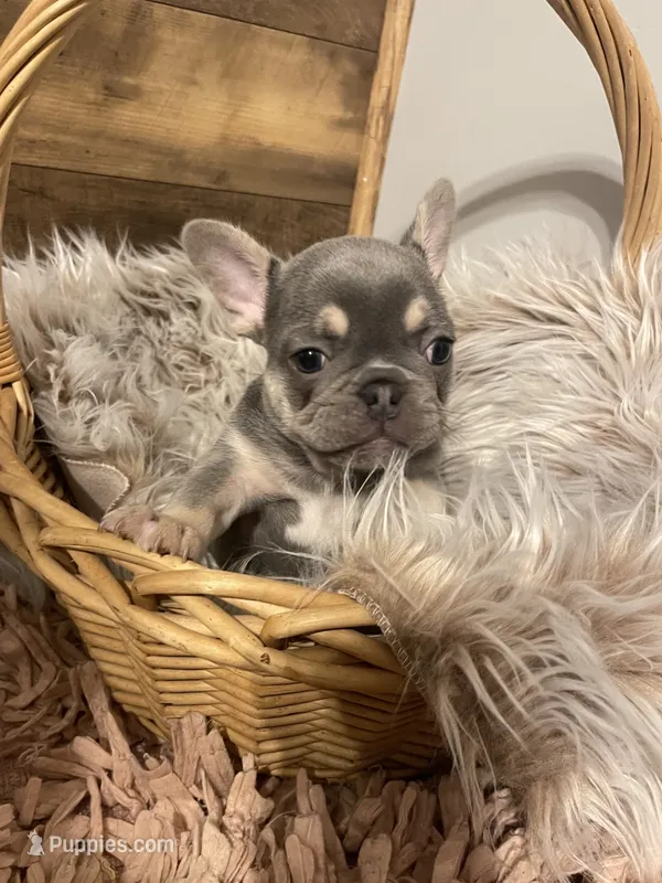 Larry – French Bulldog puppy for sale in Gaylesville, AL