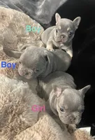 Moe, a male French Bulldog for sale in Gaylesville, AL – 3 of 6