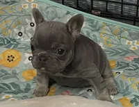 Curly, a female French Bulldog for sale in Gaylesville, AL – 1 of 9