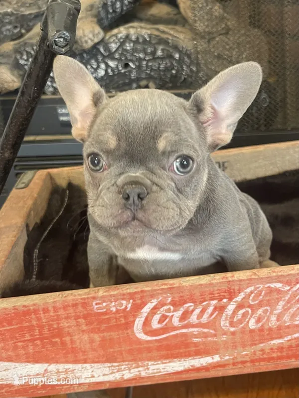 Curly – French Bulldog puppy for sale in Gaylesville, AL