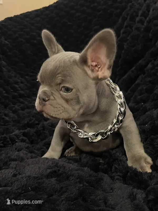 Moe – French Bulldog puppy for sale in Gaylesville, AL