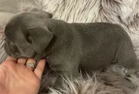 Moe, a male French Bulldog for sale in Gaylesville, AL – 4 of 6
