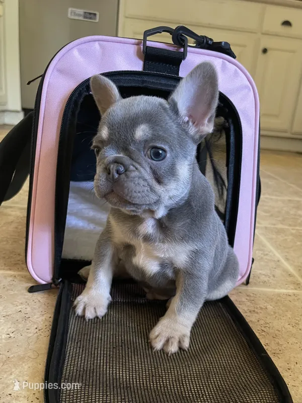 Larry – French Bulldog puppy for sale in Gaylesville, AL