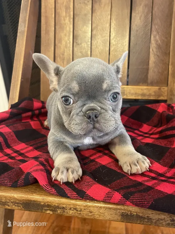 Curly – French Bulldog puppy for sale in Gaylesville, AL