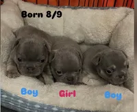 Curly, a female French Bulldog for sale in Gaylesville, AL – 2 of 9