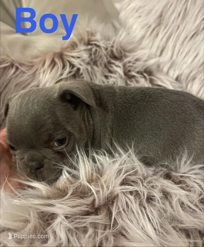 Moe – French Bulldog puppy for sale in Gaylesville, AL
