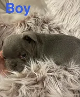 Moe, a male French Bulldog for sale in Gaylesville, AL – 1 of 6