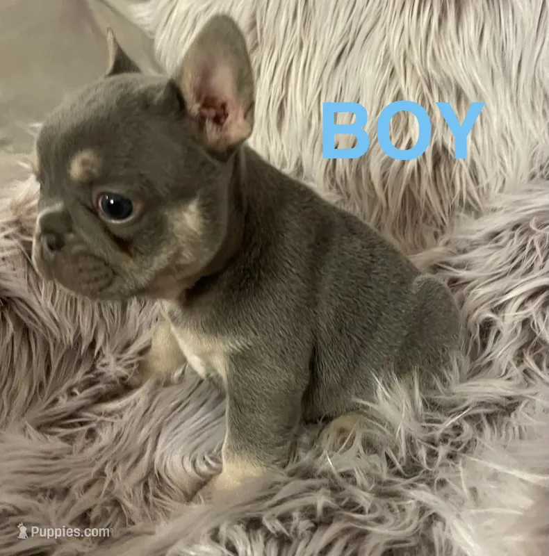 Larry – French Bulldog puppy for sale in Gaylesville, AL
