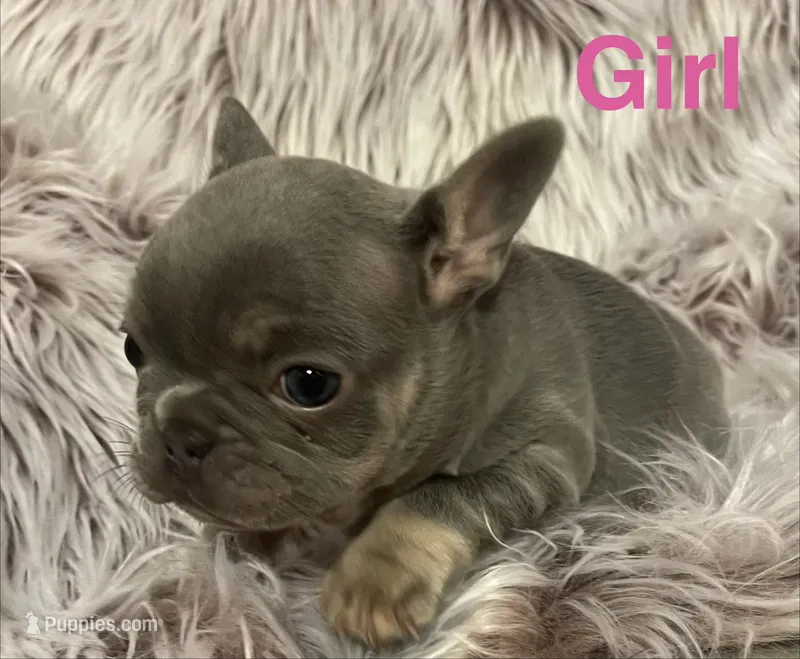 Curly – French Bulldog puppy for sale in Gaylesville, AL