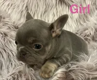 Curly, a female French Bulldog for sale in Gaylesville, AL – 4 of 9