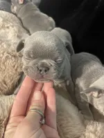 Moe, a male French Bulldog for sale in Gaylesville, AL – 6 of 6