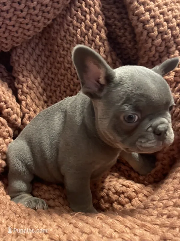 Moe – French Bulldog puppy for sale in Gaylesville, AL