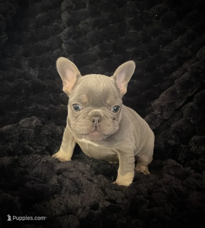 Curly – French Bulldog puppy for sale in Gaylesville, AL