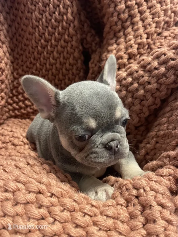 Larry – French Bulldog puppy for sale in Gaylesville, AL