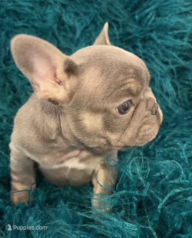 Curly – French Bulldog puppy for sale in Gaylesville, AL