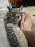 Larry, a male French Bulldog for sale in Gaylesville, AL – 5 of 7