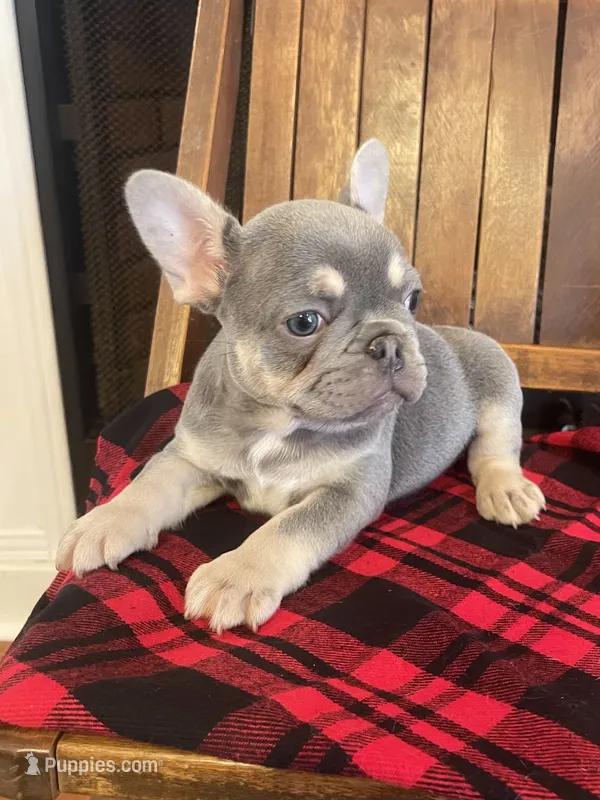 Larry – French Bulldog puppy for sale in Gaylesville, AL