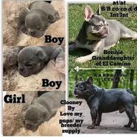 Larry, a male French Bulldog for sale in Gaylesville, AL – 7 of 7