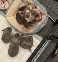 Curly, a female French Bulldog for sale in Gaylesville, AL – 8 of 9