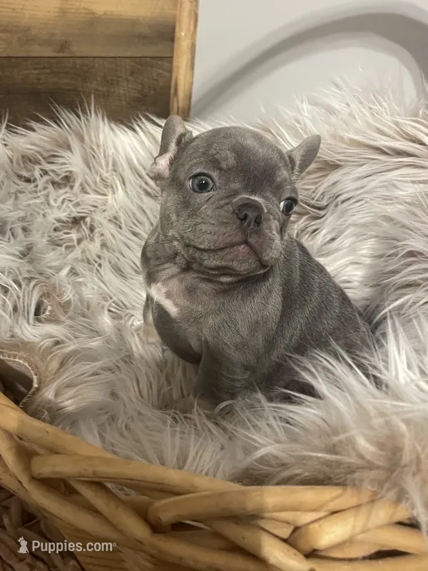 Curly – French Bulldog puppy for sale in Gaylesville, AL