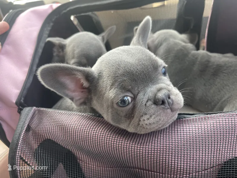 Moe – French Bulldog puppy for sale in Gaylesville, AL