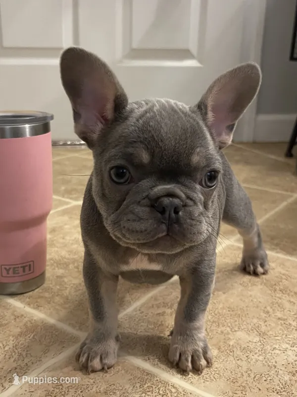 Curly – French Bulldog puppy for sale in Gaylesville, AL